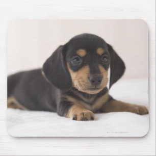 Tapis De Souris Miniature Dachshund