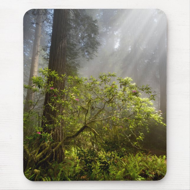Tapis De Souris Mist du matin sur Rhododendron (Devant)