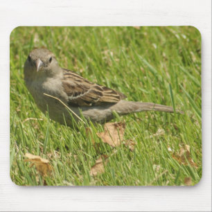 Tapis De Souris moineau