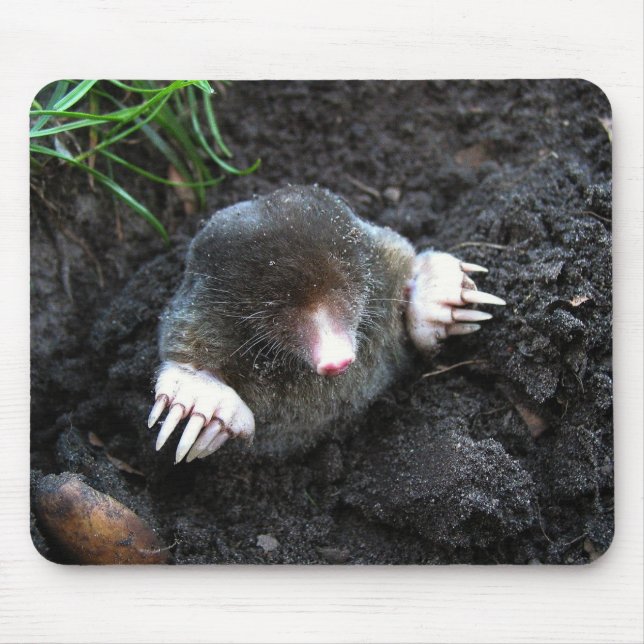 Tapis De Souris Mole (Devant)