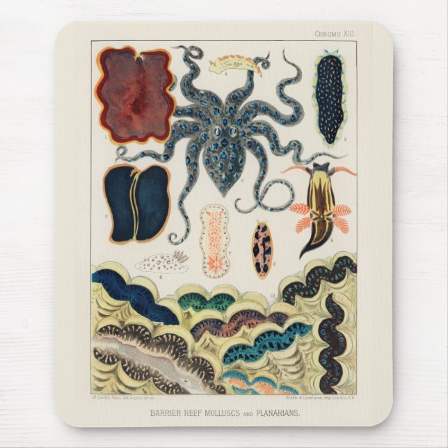 Tapis De Souris Mollusques et planariens de la Grande Barrière vin (Devant)