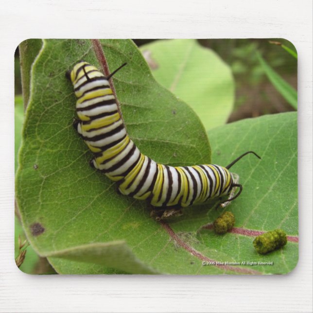 Tapis De Souris Monarque Caterpillar (Devant)