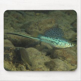 Tapis De Souris Montezumae de Xiphophorus - Montezumae Swordtail