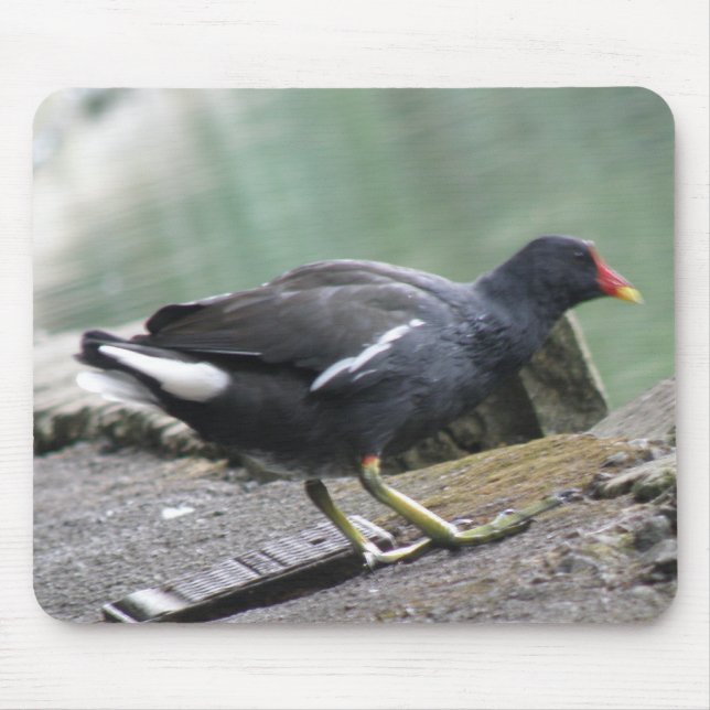 Tapis De Souris Moorhen Mousepad (Devant)