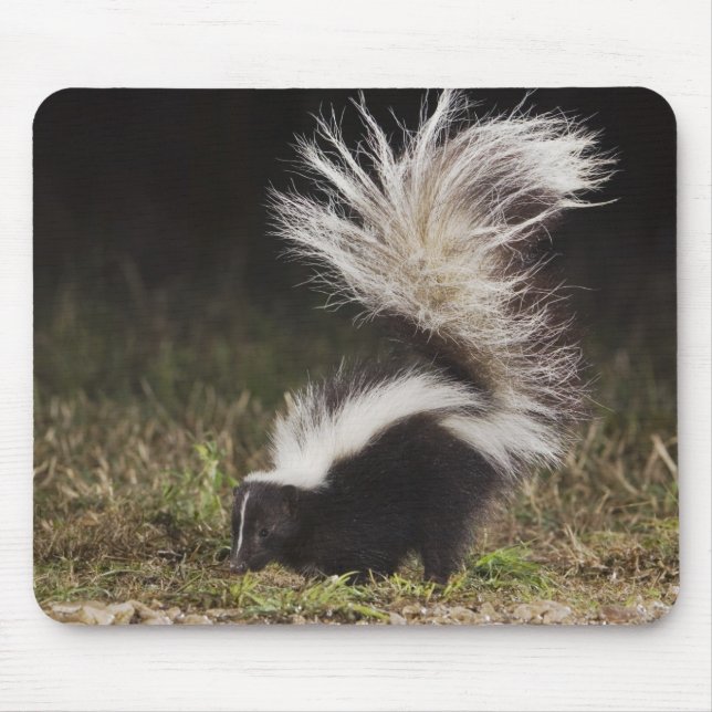 Tapis De Souris Mouffette rayée, Mephitis mephitis (Devant)