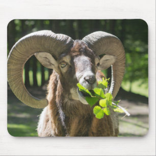 Tapis De Souris Mouflon Ram