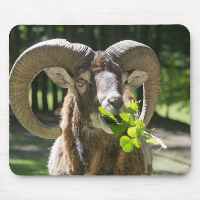 Tapis De Souris Mouflon Ram (Devant)
