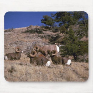 Tapis De Souris Mouflons d'Amérique de montagne rocheuse (bande d