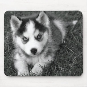 Tapis De Souris Mousepad, Chien de Chien de Chien de Chien de Sibé