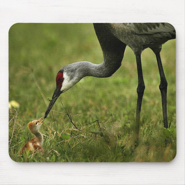 Tapis De Souris Mousepad de grue et de bébé de Sandhill (Devant)