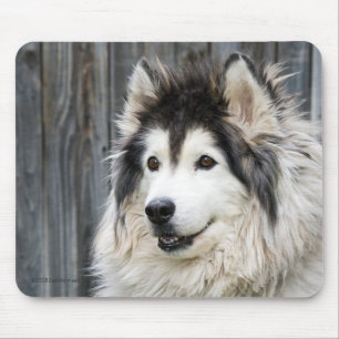 Tapis De Souris Mousepad de Malamute d'Alaska