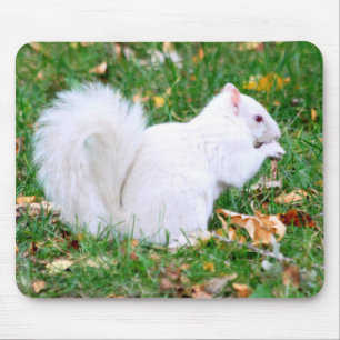 Tapis De Souris Mousepad - écureuil blanc