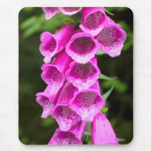 Tapis De Souris Mousepad Foxglove rose