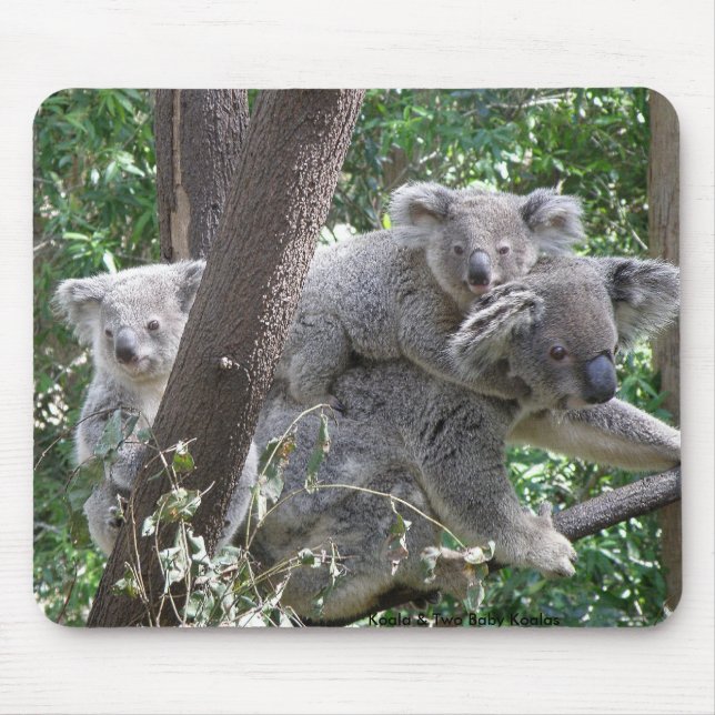 Tapis De Souris Mousepad Koala et deux bébés Photo Australie (Devant)