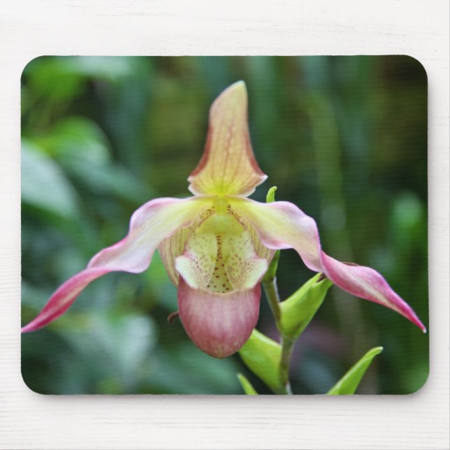 Tapis De Souris Mousepad - Ladyslipper (Devant)