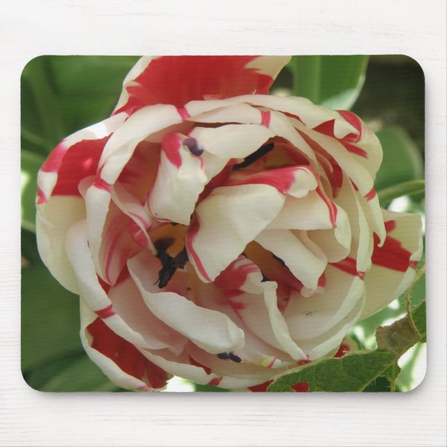 Tapis De Souris Mousepad Tulipe rose et blanc (Devant)