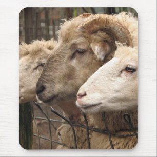 Tapis De Souris mouton