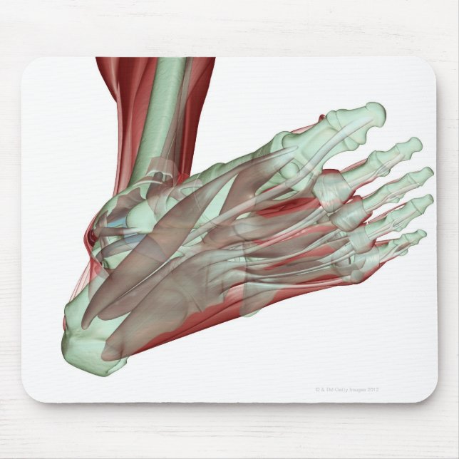 Tapis De Souris Musculosquelette du pied 2 (Devant)