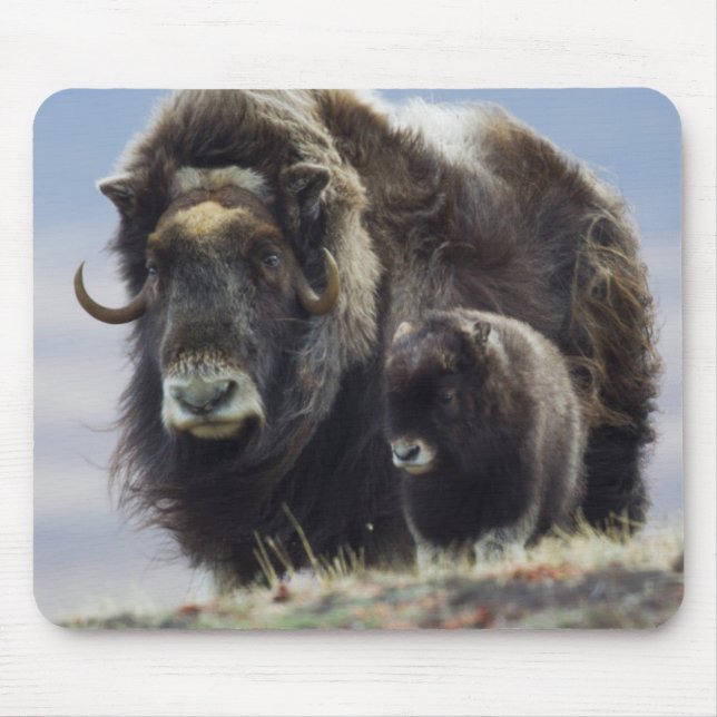 Tapis De Souris Musk Ox with Calf (Devant)