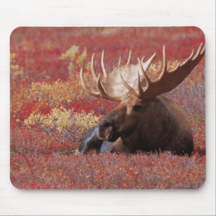 Tapis De Souris N.A., États-Unis, Alaska, Denali National Park, Bu