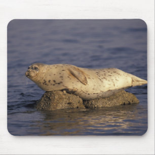 Tapis De Souris N.A., États-Unis, Californie, Monterey.  Phoque co