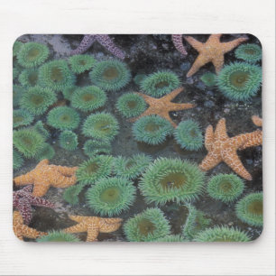 Tapis De Souris N.A., États-Unis, Washington, Parc National Olympi