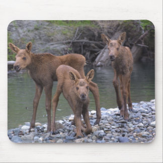 Tapis De Souris N né augmenté dans Talkeetna, Alaska