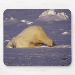 Tapis De Souris NA, Canada, Manitoba, Churchill, Ours polaire