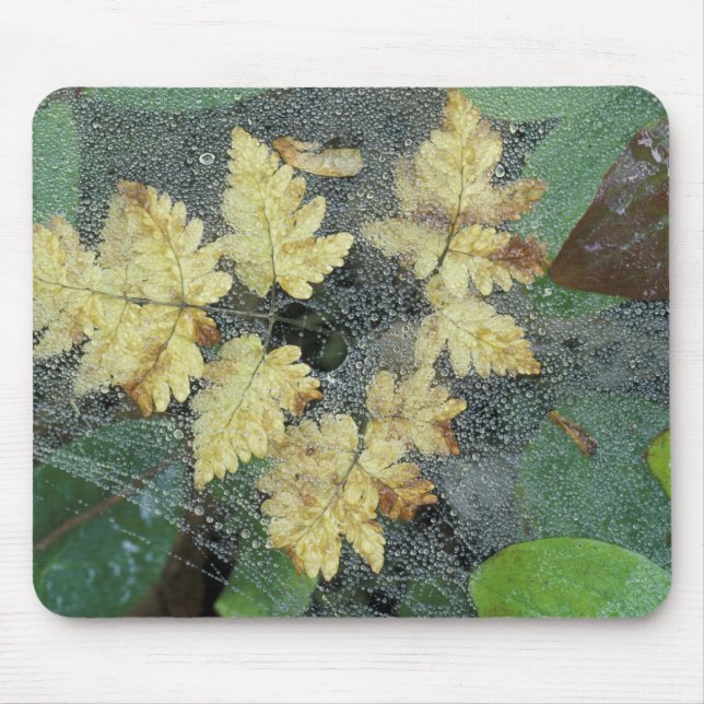Tapis De Souris NA, États-Unis, Alaska, Nancy Lake. Dew sur toile  (Devant)