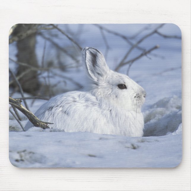 Tapis De Souris NA, USA, Alaska. La faune nationale de l'Arctique (Devant)