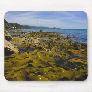 Tapis De Souris Nouvelle-Zélande, Sud, île Stewart. Kelpe