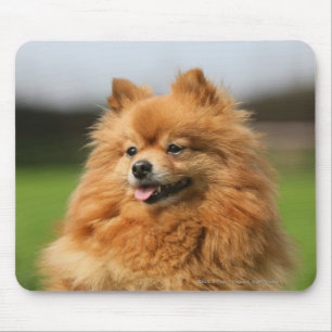 Tapis De Souris Observation de Pomeranian