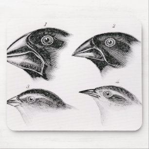 Tapis De Souris Observations de l'oiseau de Darwin