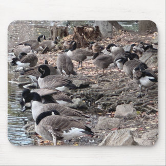 Tapis de souris Oies dans le parc