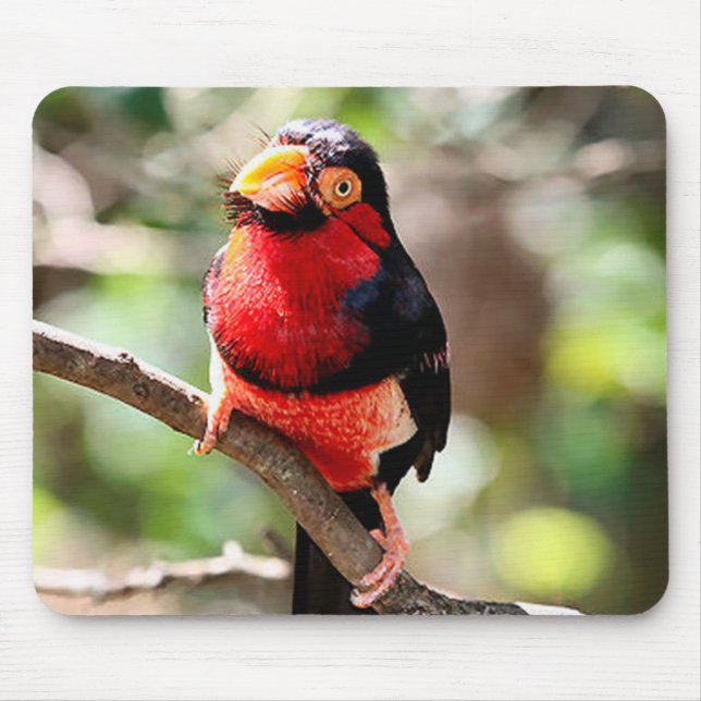 Tapis De Souris Oiseau Barbet à poils Mousepad (Devant)