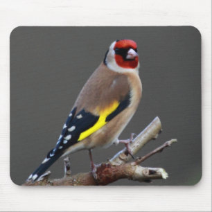 Tapis De Souris Oiseau de chardonneret