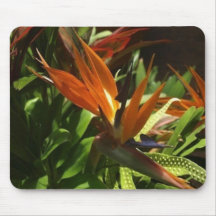 Oiseau de paradis