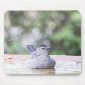 Tapis De Souris Oiseau gris au bain d'oiseaux