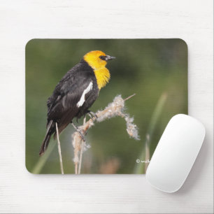 Tapis De Souris Oiseau-noir à tête jaune frappant dans le marais
