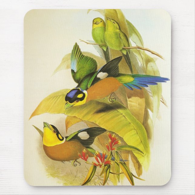 Tapis de souris oiseaux Psittacula à longue queue  (Devant)