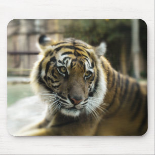 Tapis De Souris Orange à rayures noires Bengale photo tigre