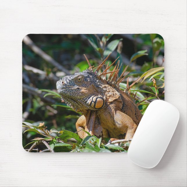 Tapis De Souris Orange Iguana, Faune Photo Lizard (Avec souris)