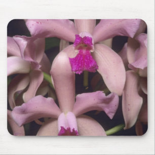 Tapis De Souris Orchidée, (Cattleya amethystoglossa), Est