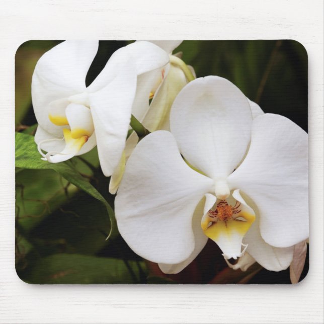 Tapis De Souris Orchidée de Lune blanche (Phalaenopsis Aphrodite) (Devant)