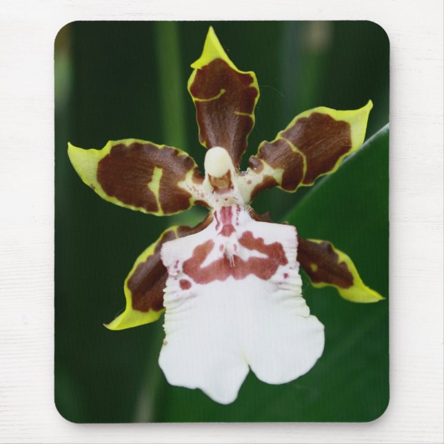 Tapis De Souris Orchidée de Zygopetalum (Devant)