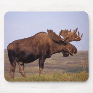 Tapis De Souris orignal, Alces alces, taureau aux gros bois
