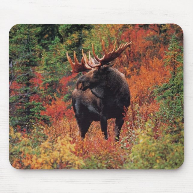 Tapis De Souris orignaux (Devant)