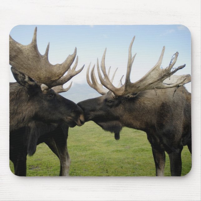 Tapis De Souris Orignaux (Devant)