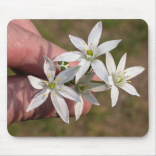 Tapis De Souris Ornithogalum umbellatum