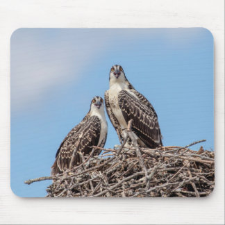 Tapis De Souris Osprey juvénile dans le nid